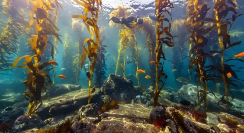 Forêt de kelp